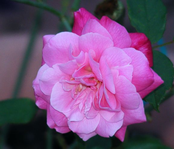 Archduke Charles photo ac2013_09140008_zps906358d7.jpg